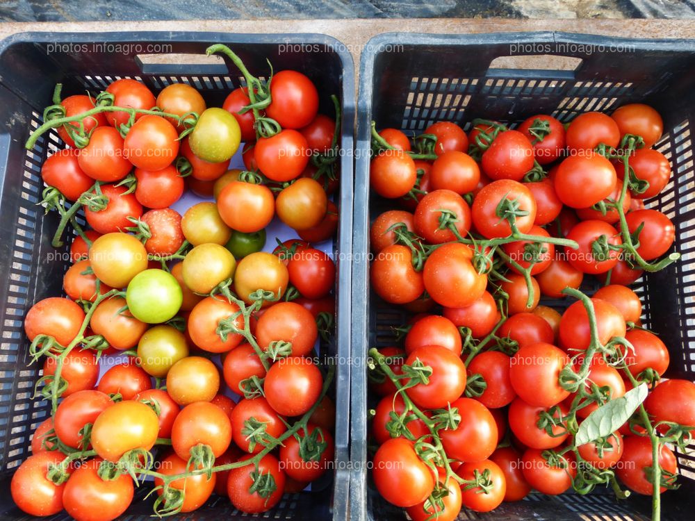 Tomate en caja 