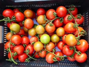 Tomate rama en caja