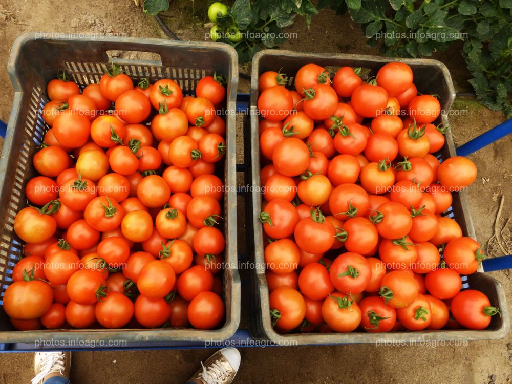 Tomate recolectado