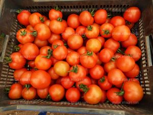 Tomate en caja recolectado