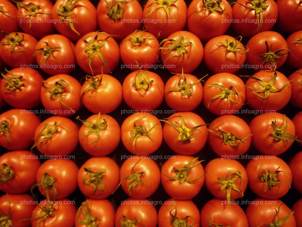 Tomate uniforme recolectado