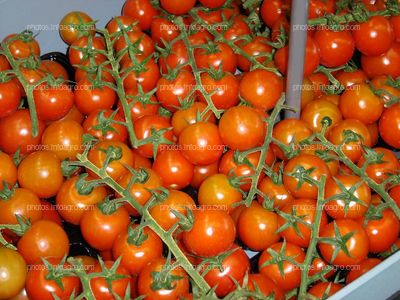 Tomate en rama 