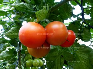 Fruto de tomate en tomatera