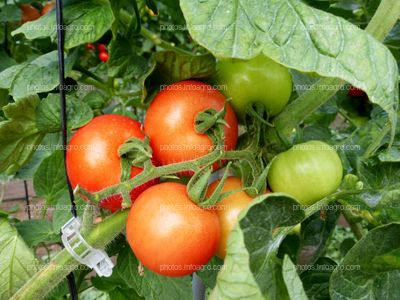 Fruto de tomate en tomatera