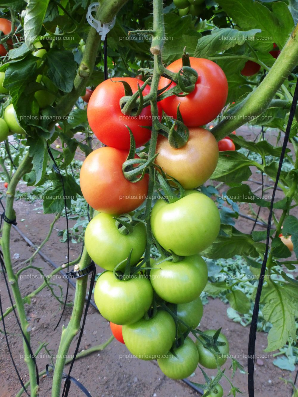 Fruto de tomate en tomatera