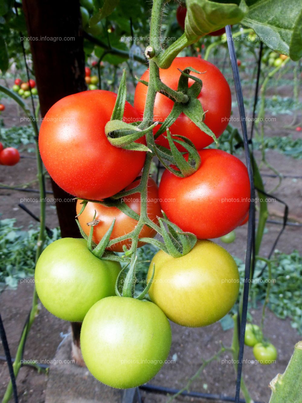 Fruto de tomate en tomatera