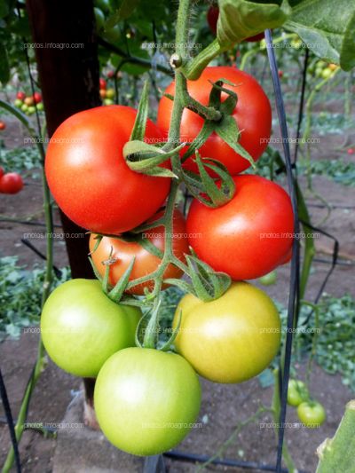 Fruto de tomate en tomatera