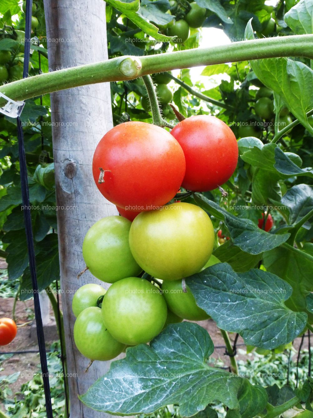 Fruto de tomate en tomatera