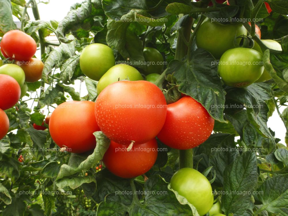 Fruto de tomate en tomatera