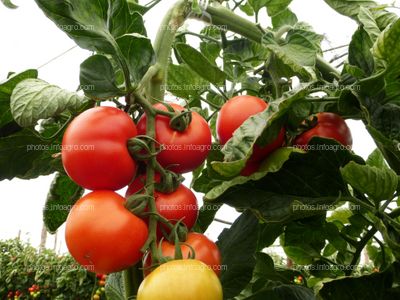 Fruto de tomate en tomatera