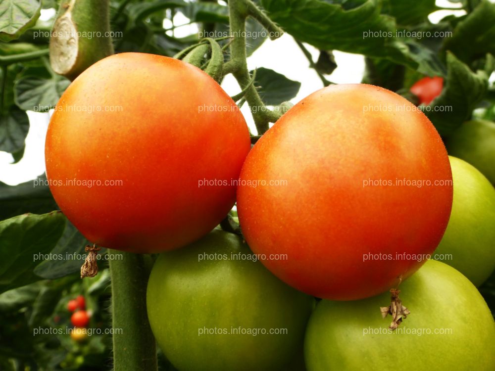 Fruto de tomate en tomatera