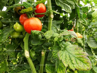 Fruto de tomate en tomatera