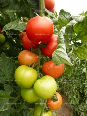 Fruto de tomate en tomatera