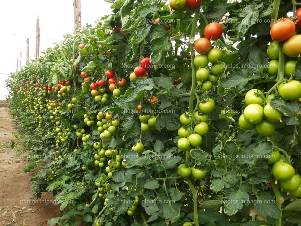 Fruto de tomate en tomatera