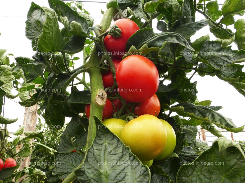 Fruto de tomate en tomatera