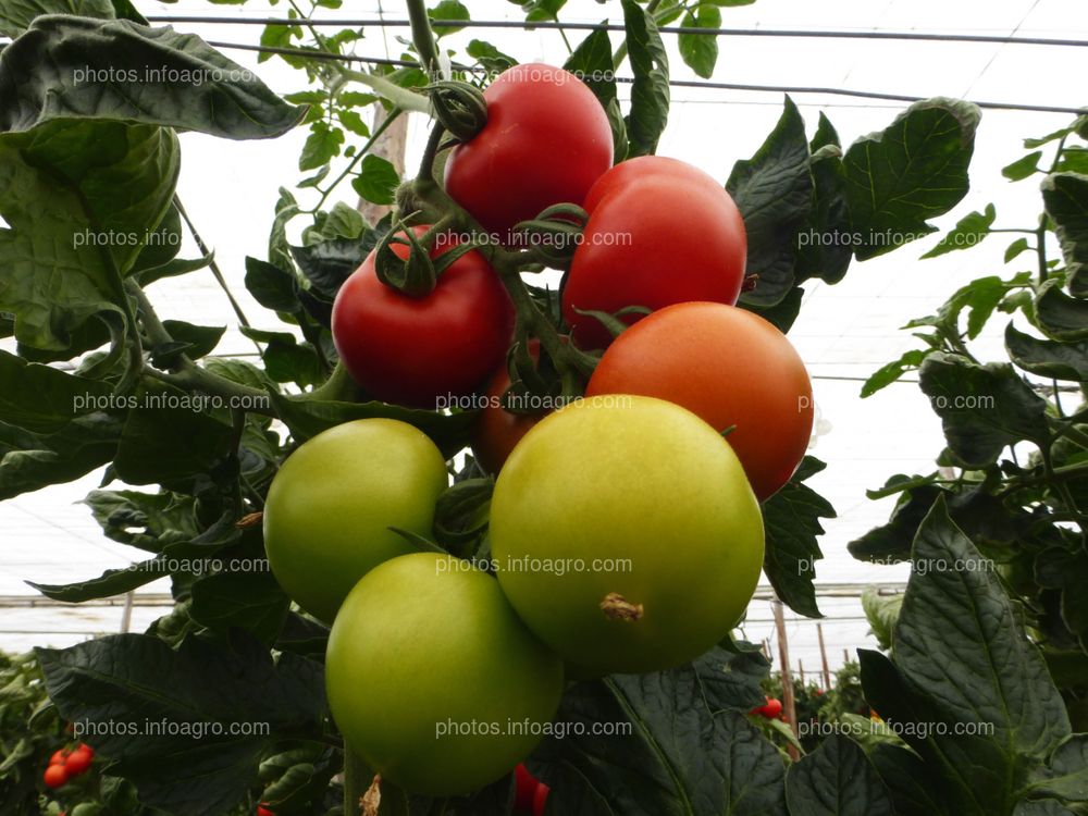 Fruto de tomate en tomatera