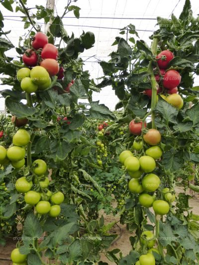 Fruto de tomate en tomatera