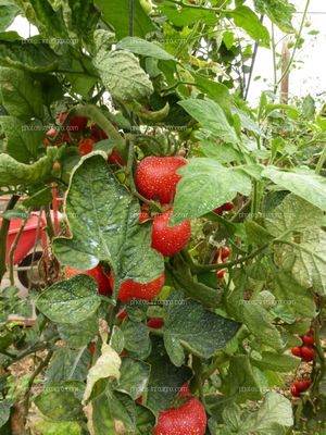 Fruto de tomate en tomatera