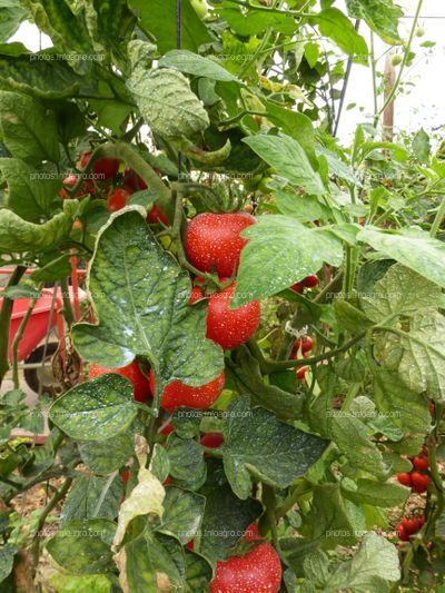 Fruto de tomate en tomatera