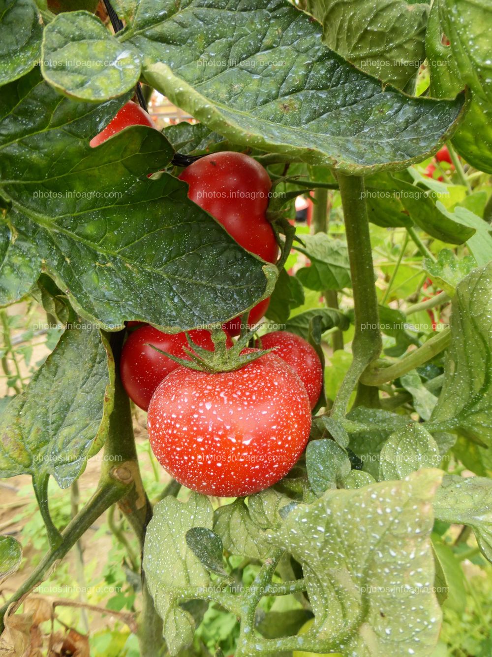 Fruto de tomate en tomatera