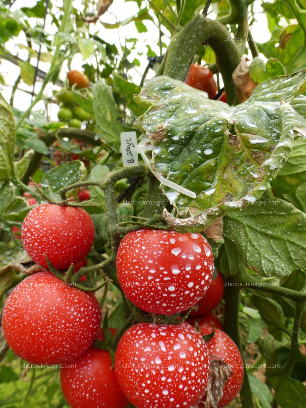 Fruto de tomate en tomatera