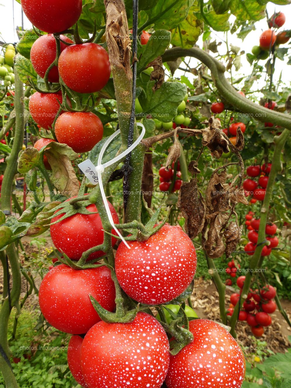 Fruto de tomate en tomatera