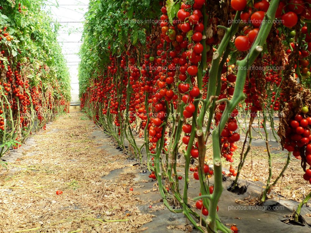 Fruto de tomate en tomatera