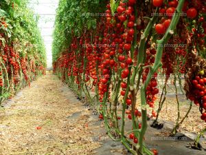 Fruto de tomate en tomatera