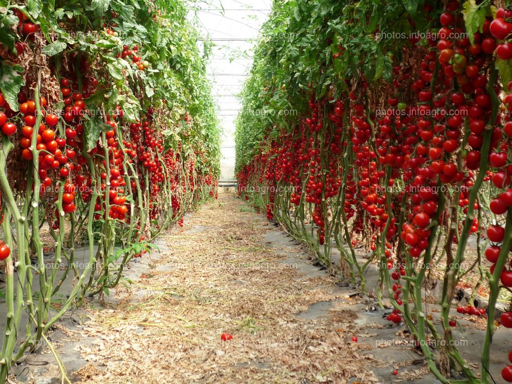 Fruto de tomate en tomatera