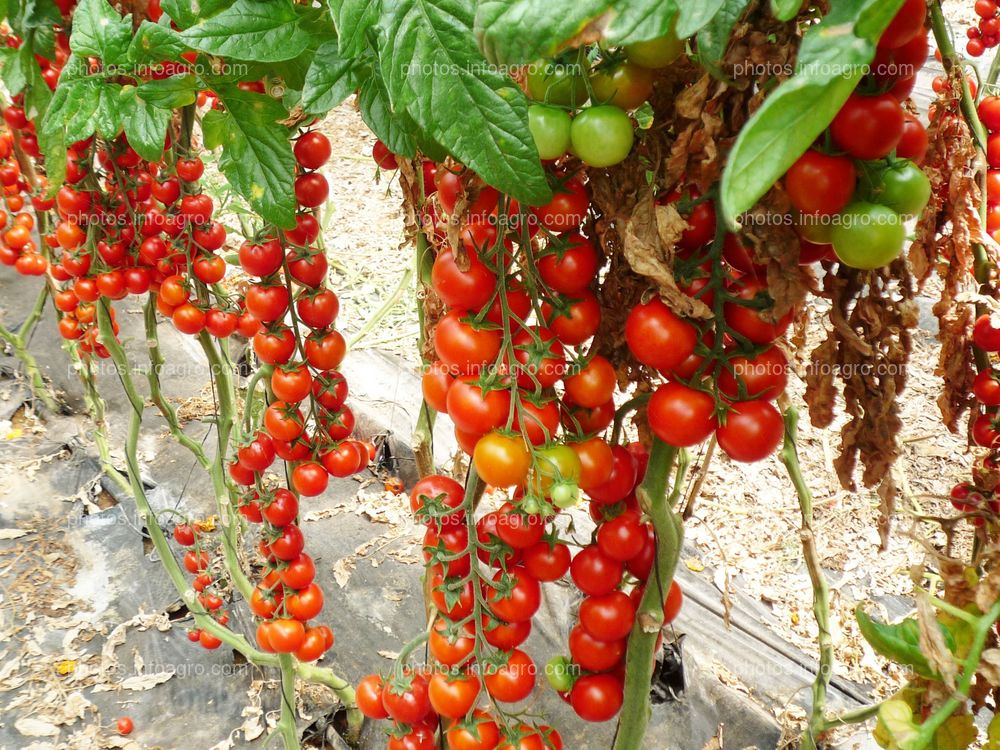 Fruto de tomate en tomatera