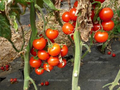 Fruto de tomate en tomatera