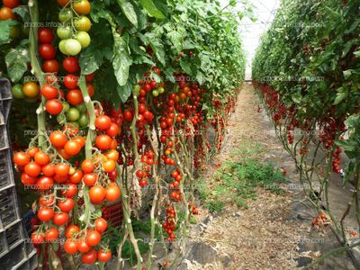 Fruto de tomate en tomatera