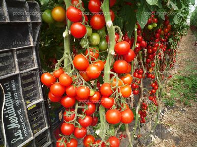 Fruto de tomate en tomatera