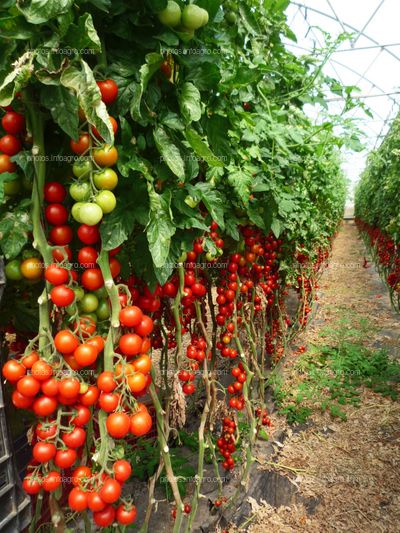 Fruto de tomate en tomatera