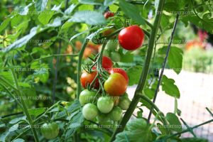 Fruto de tomate en tomatera