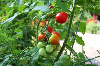 Fruto de tomate en tomatera