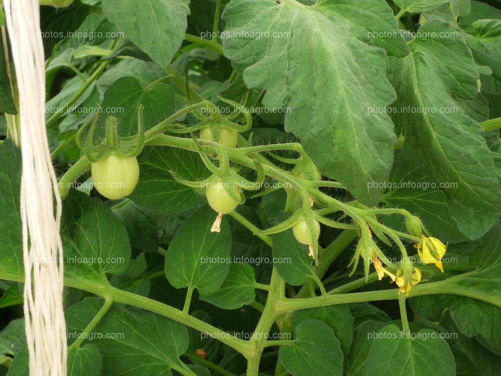 Nascencia tomate tipo pera