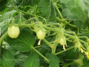 Nascencia tomates tipo pera