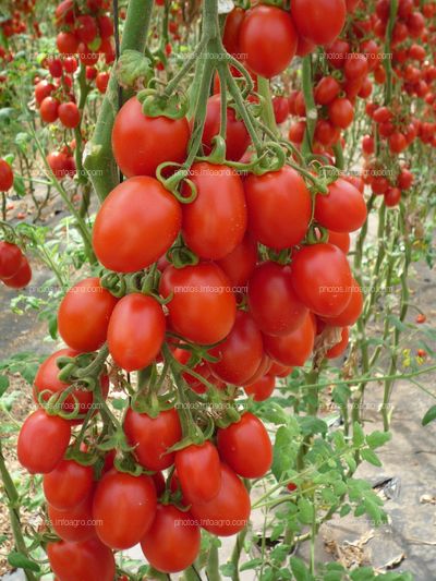 Tomates tipo pera en planta