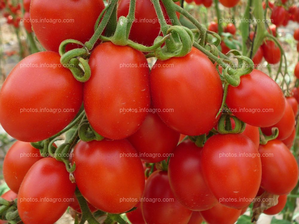 Tomates rojos tipo pera