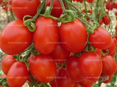 Tomates rojos tipo pera