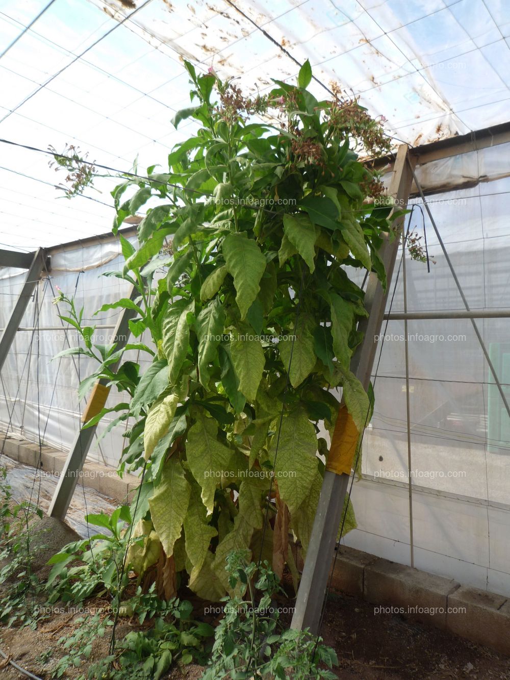 Reservorio planta de tabaco para tomate