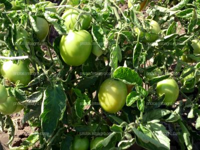 Tomate tipo pera en planta