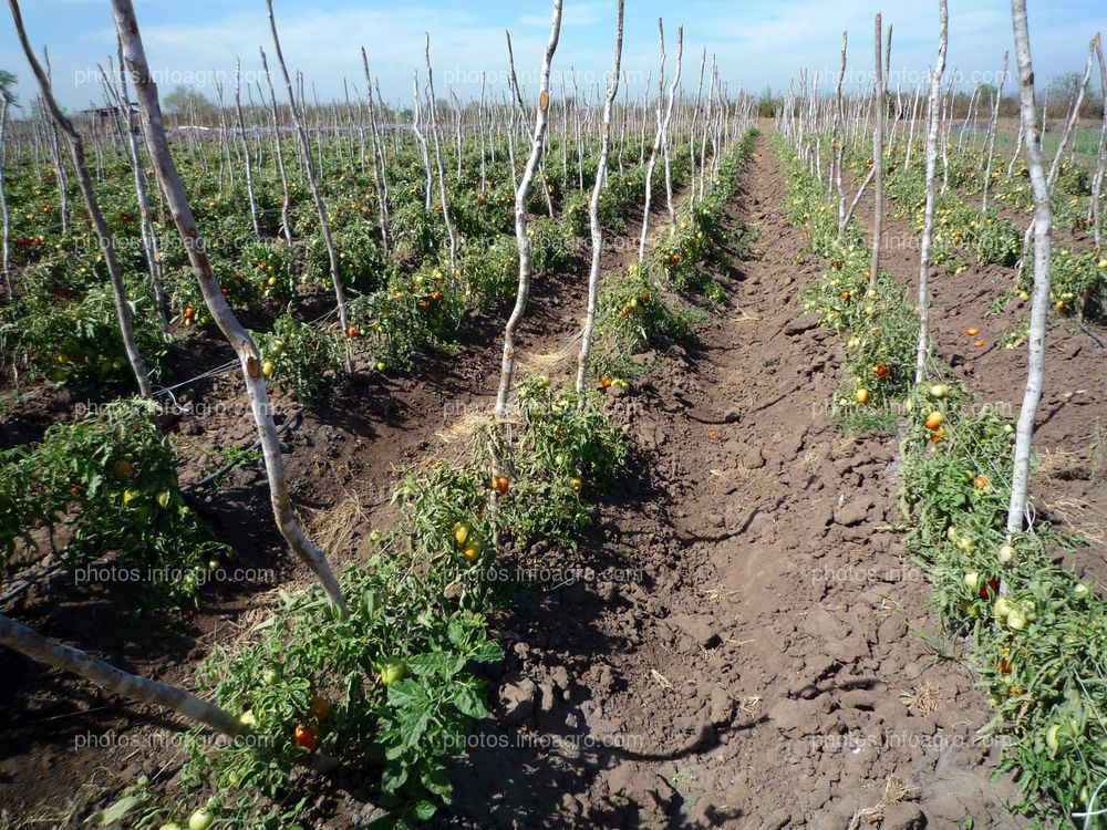 Tomate tipo pera en campo abierto