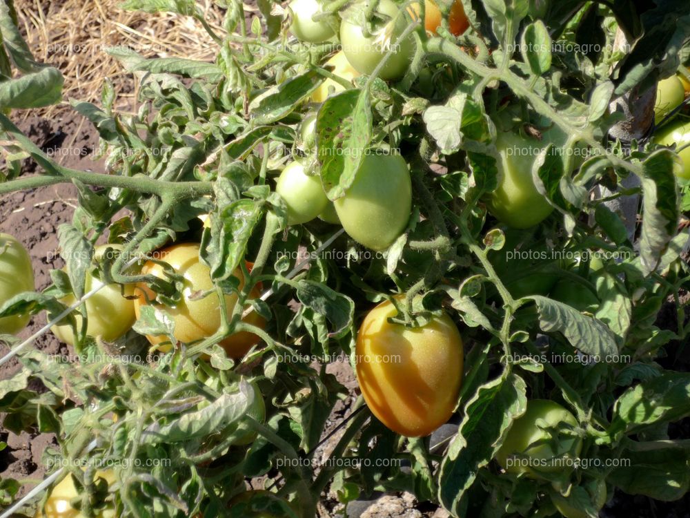 Tomate tipo pera planta