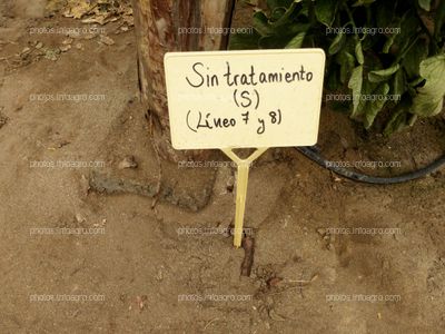 Etiqueta de tratamiento en tomate