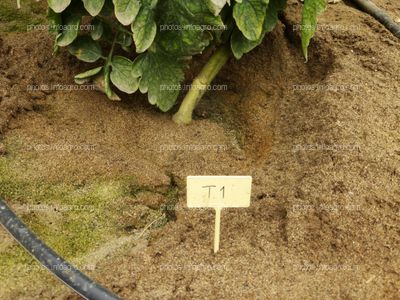 Etiqueta de tratamiento en tomate