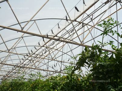 Percha invernadero de tomate