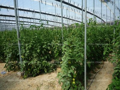 Perchas en invernadero de tomate