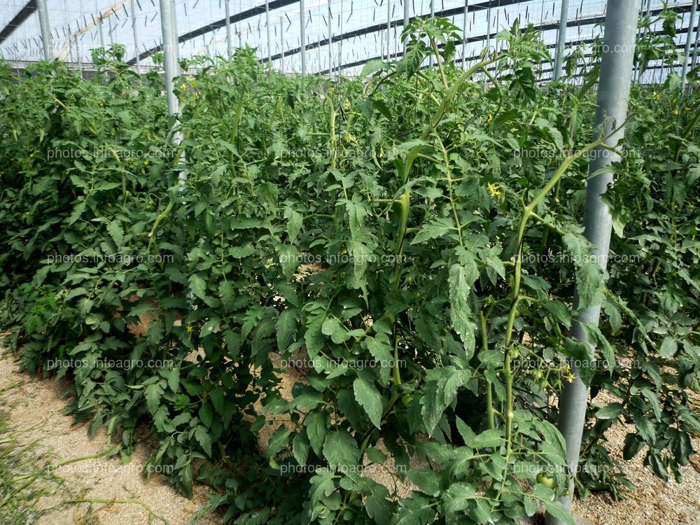 Plantas en invernadero de tomate